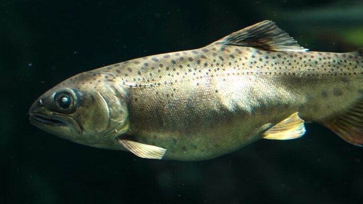 Atlantic salmon fingerling swimming in large tank Ecorium Botanical Garden