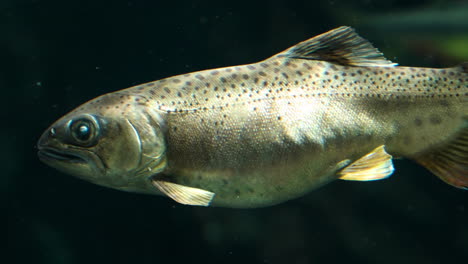 Atlantischer-Lachsfisch-Schwimmt-Im-Großen-Aquarium-Des-Botanischen-Gartens-Ecorium