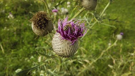 Abejas-En-Un-Cardo:-Primer-Plano-Estático