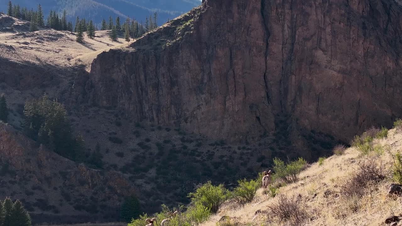 A beautiful and cinematic 70mm aerial shot of a herd of bighorn sheep, including "Rams", trekking up the side of a steep incline in the Rock Mountains, near the infamous town of Creede, Colorado.