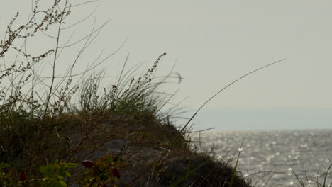 A-silhouette-of-delicate-wild-plants-against-a-pale-sky,-with-a-glimpse-of-sparkling-sea-in-the-distance