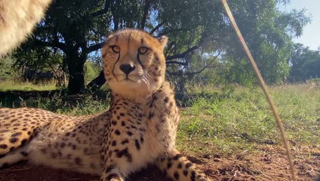 cerca de guepardo relajándose en un día caluroso y soleado en la naturaleza pura en el parque safari