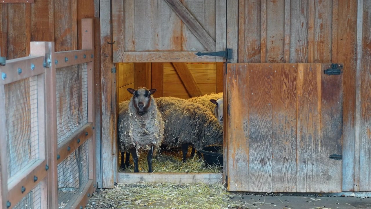 Gruppe af får inde i en træstald på en vinterdag. Flere tamfår samlet ved indgangen til en trælade med hø og træhegn.