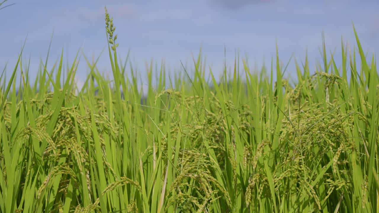 Beautiful rice field close up in Japan on sunny day