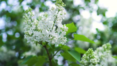 white lilac blossoms