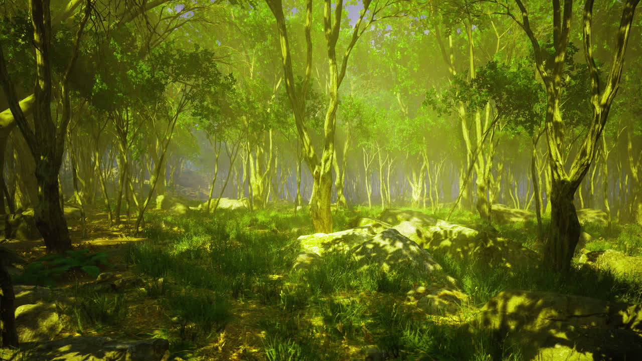 Lush green forest emerging from morning mist with vivid natural beauty