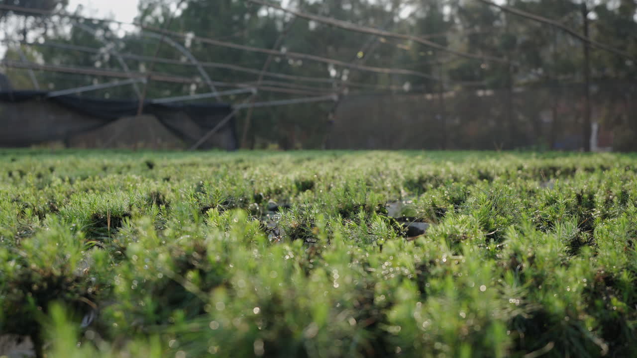 Low medium tracking left of nursery plantations with young trees growing in organized rows, eco friendly forestry