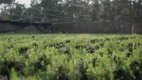 low medium tracking left of nursery plantations with young trees growing in organized rows, eco friendly forestry