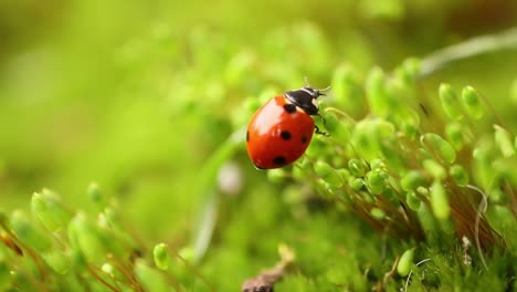 close-up de la vida silvestre de una mariquita en la hierba verde en el bosque