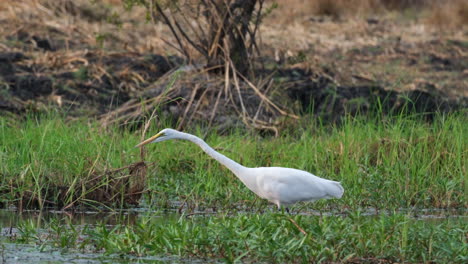 The-Great-Egret-is-Searching-for-its-Prey-in-a-Wetland-Habitat---Close-Up