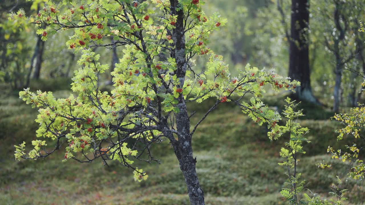 Rowan Tree in Autumn Forest