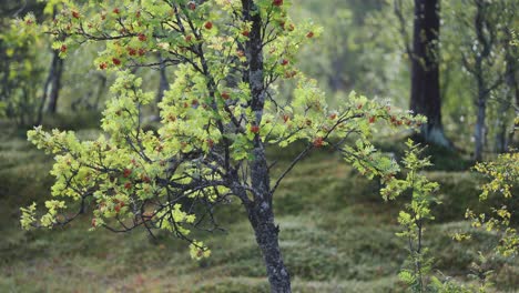 rowan tree in autumn forest