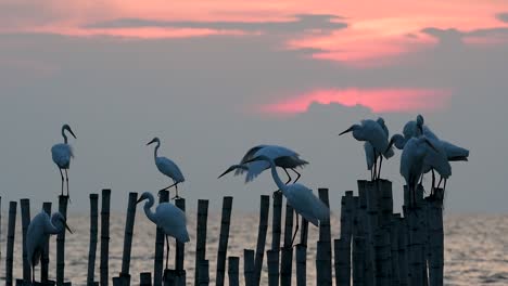 The-Great-Egret,-also-known-as-the-Common-Egret-or-the-Large-Egret