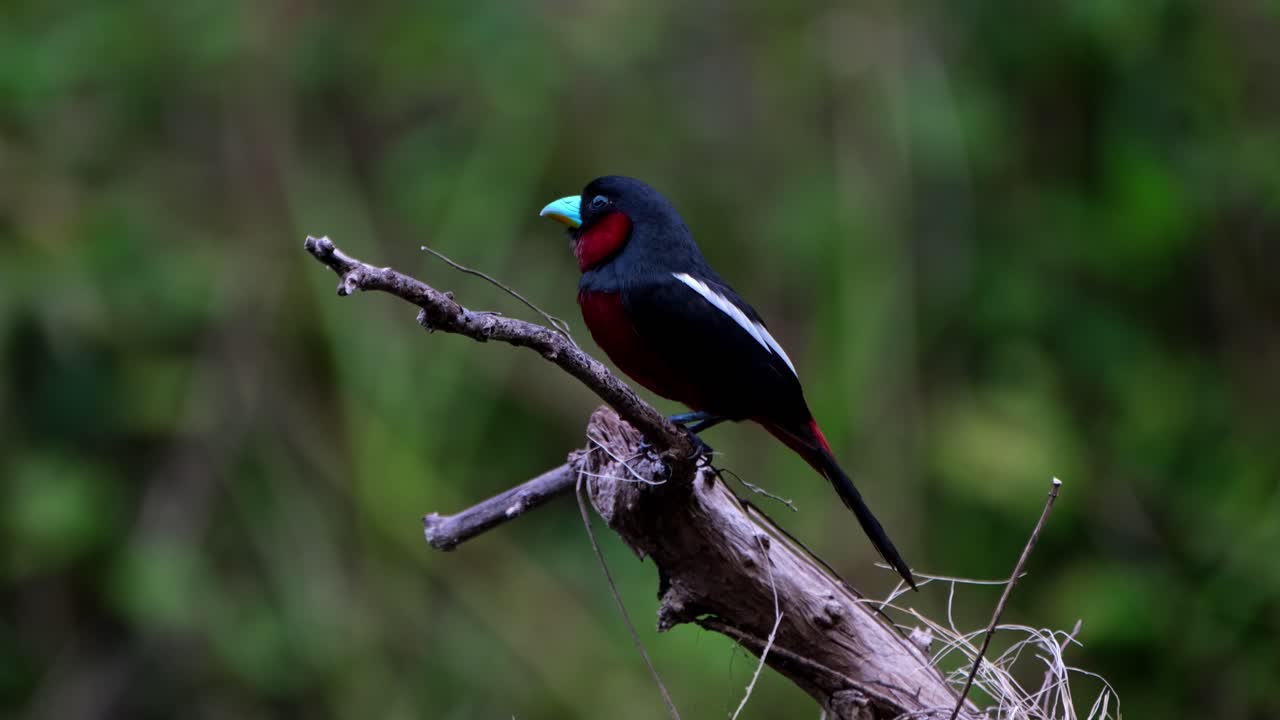visto en la parte superior de la rama mirando hacia la izquierda mientras mira a su alrededor, pico ancho negro y rojo, cymbirhynchus macrorhynchos, parque nacional kaeng krachan, tailandia
