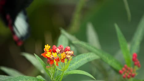 butterfly macro 35