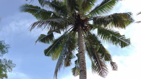 walking around while looking up a tall coconut tree with cloudy light blue sky on a sunny day