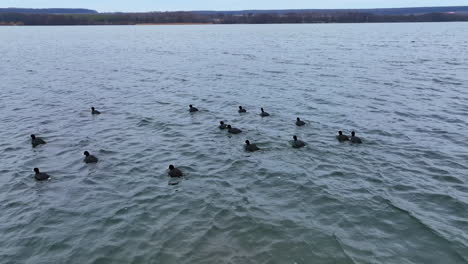 black ducks with white beaks and tails on the lake. some scared birds rise into air and fly away a little. forestry at the background.