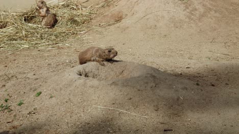 prairie dog rodents near their hole in