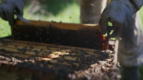 beekeeper working with beehives