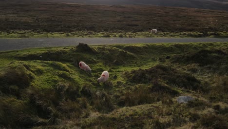 Sheep-Feeding-On-Green-Grass-By-The-Roadside-In-Wicklow-Mountains,-Ireland---low-aerial,-pullback-shot