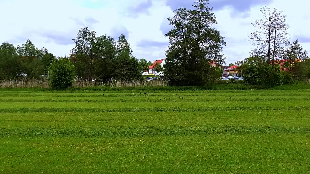 푸른 초원 위를 낮게 날고 있는 드론과 공중에서 날아다니는 새