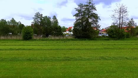 a-drone-flying-low-over-green-meadow-and-birds-flying-aerial-shot