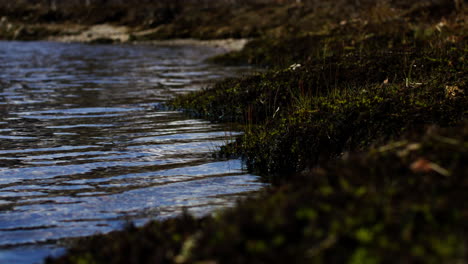 static shot of water splashing against the dense shoreline in vestland