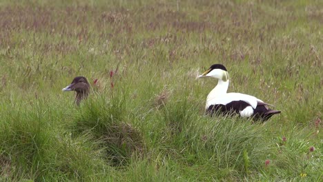 un par de apareamiento de patos eider islandeses en la hierba 1