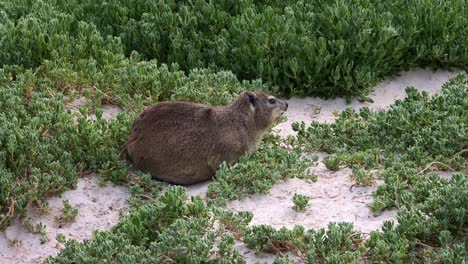 hyrax de roca en la playa entre la vegetación, de cerca