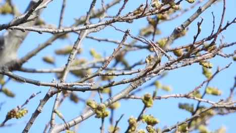 curruca negra posada en la rama de un árbol, saltando alrededor