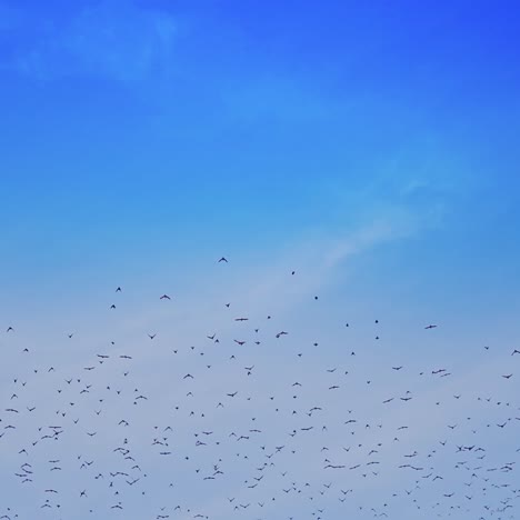 birds flying over a heavenly blue sky