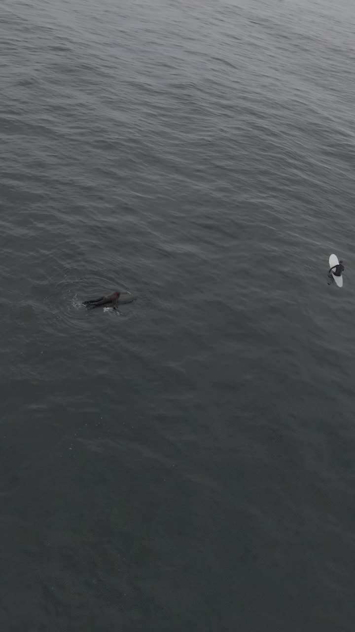 Surfers and Sea Life