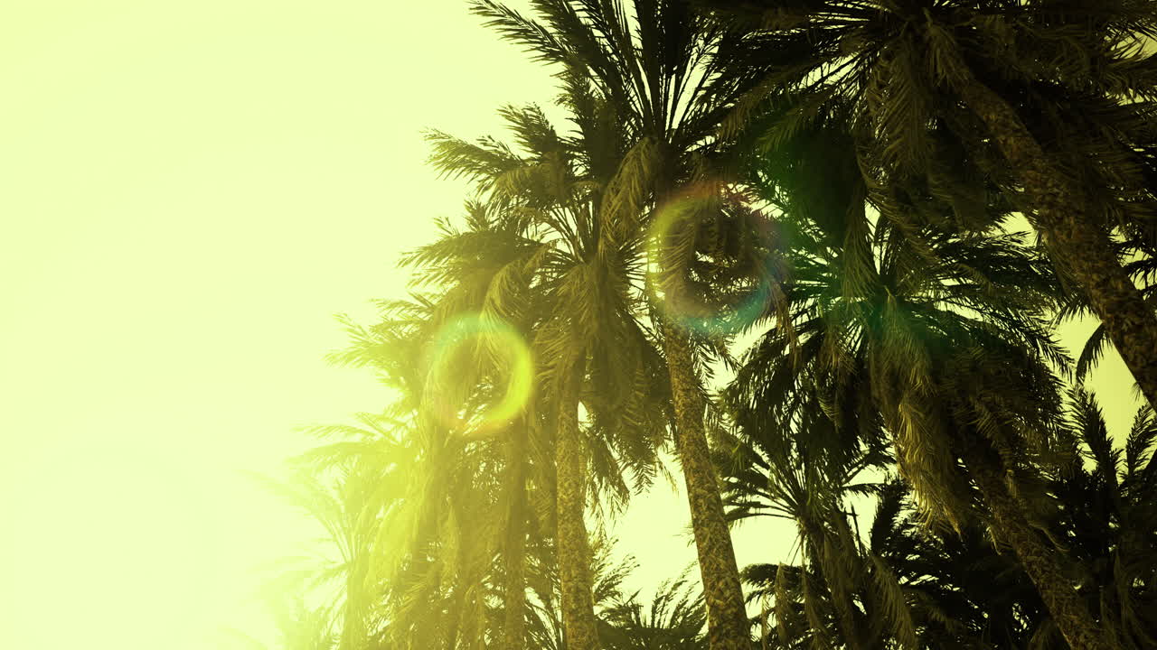 Sunlight filtering through palm trees in a tropical location at sunset