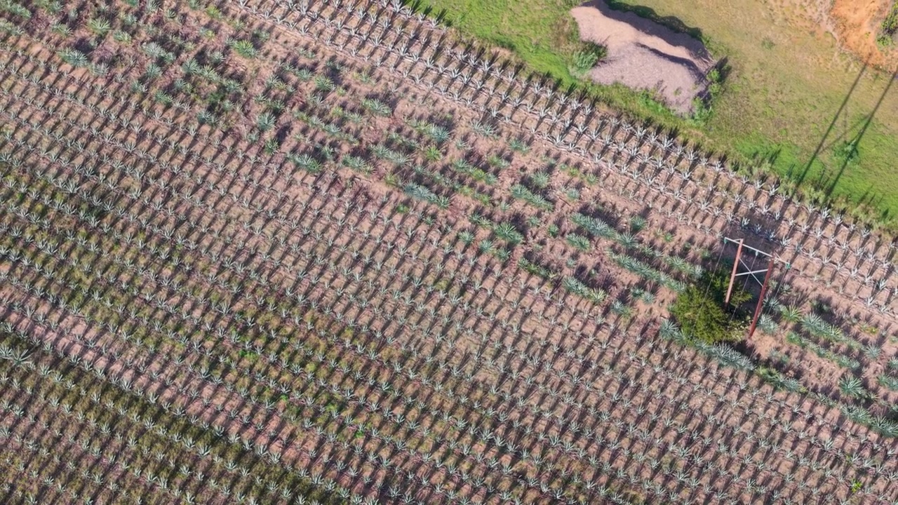 Overhead drone view of cultivated agave fields with geometric patterns