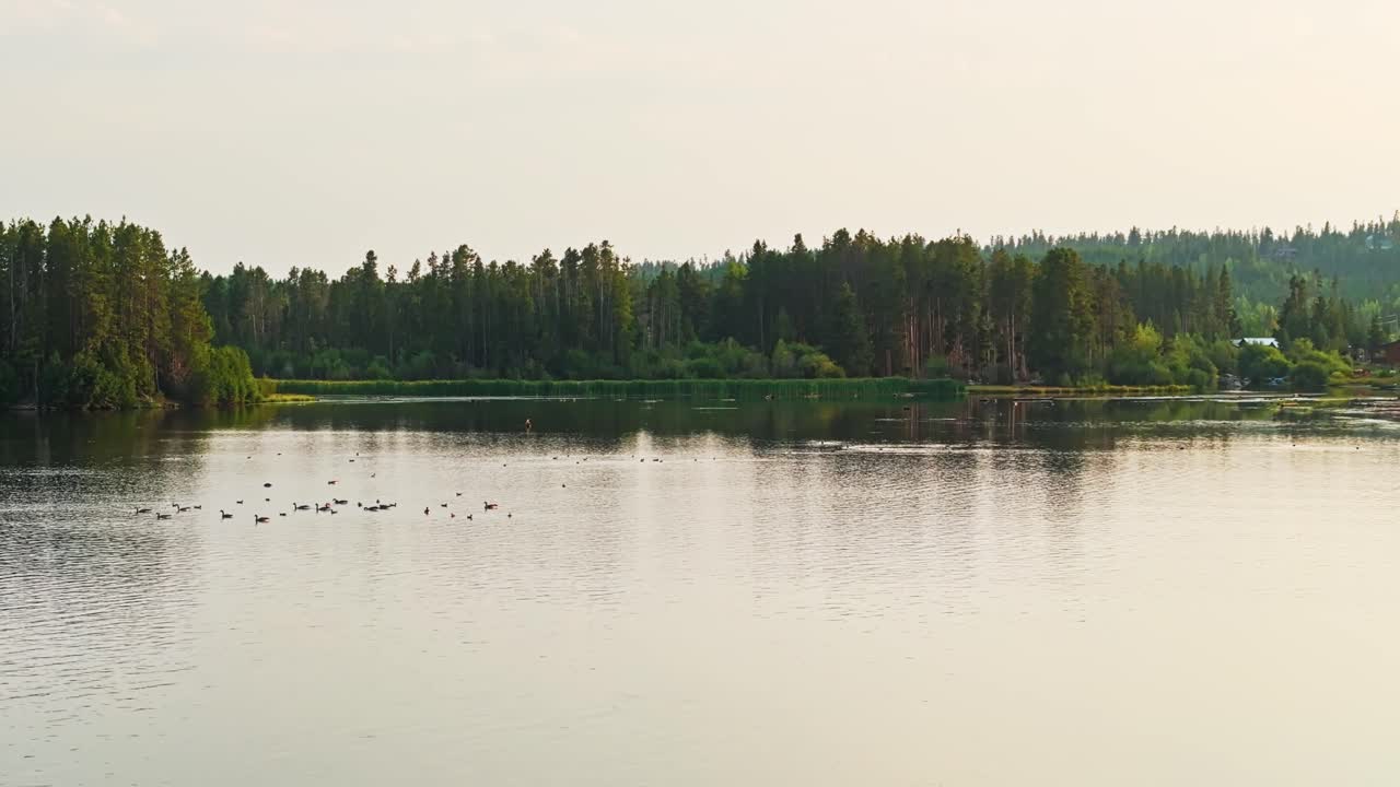 Drone dolly over ducks on Grand Lake Colorado with gentle ripples and forest shoreline under cloudy afternoon light