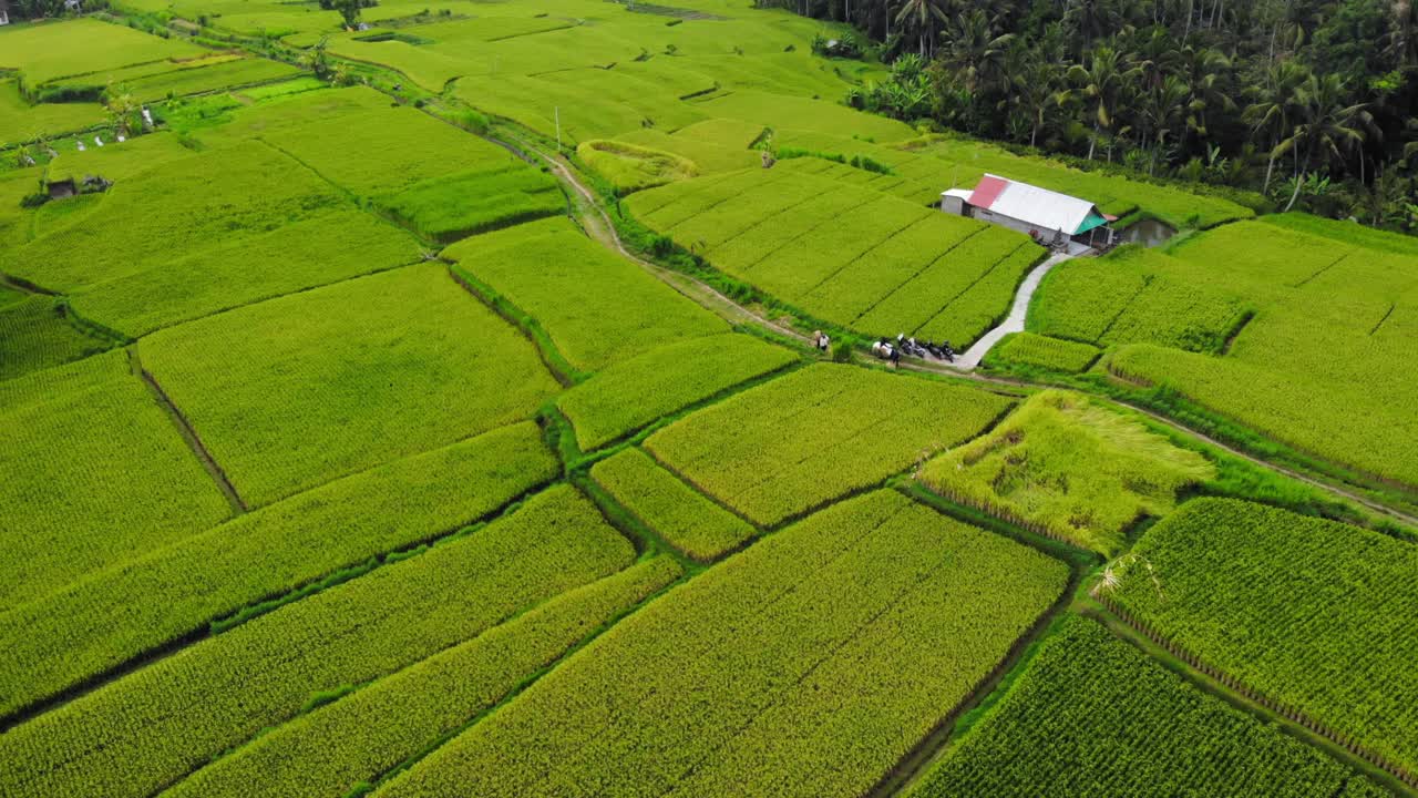 Aerial drone orbit view of rice field terraces in Bali, Indonesia