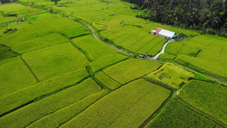 Vista-Aérea-De-La-órbita-De-Drones-De-Las-Terrazas-De-Los-Campos-De-Arroz-En-Bali,-Indonesia