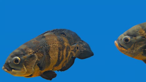 amazon tropical fish - tiger oscar, blue background, blue screen