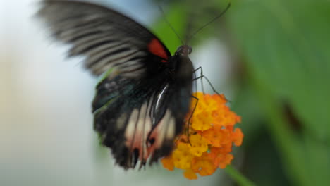 slow motion shot of black butterfly beating wings and sitting on orange blossom,macro close up