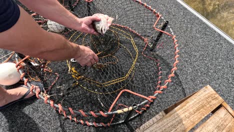 sequence of releasing fish back into water