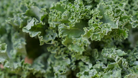 frische bio-grünkohlblätter. nahaufnahme