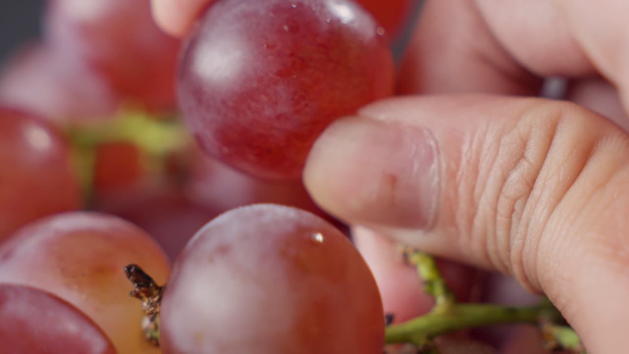 fotografía macro de una persona examinando una uva roja fresca y rocosa, arrancándola de la vid