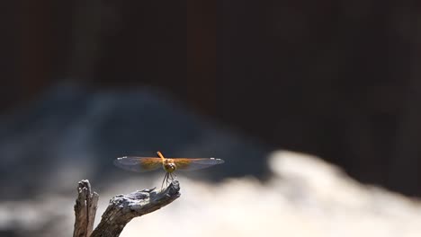 Eine-Libelle-Und-Eine-Fliege-Auf-Einem-Ast