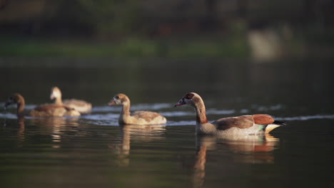 ducks on lake 1920x1080 hd 25fps  01