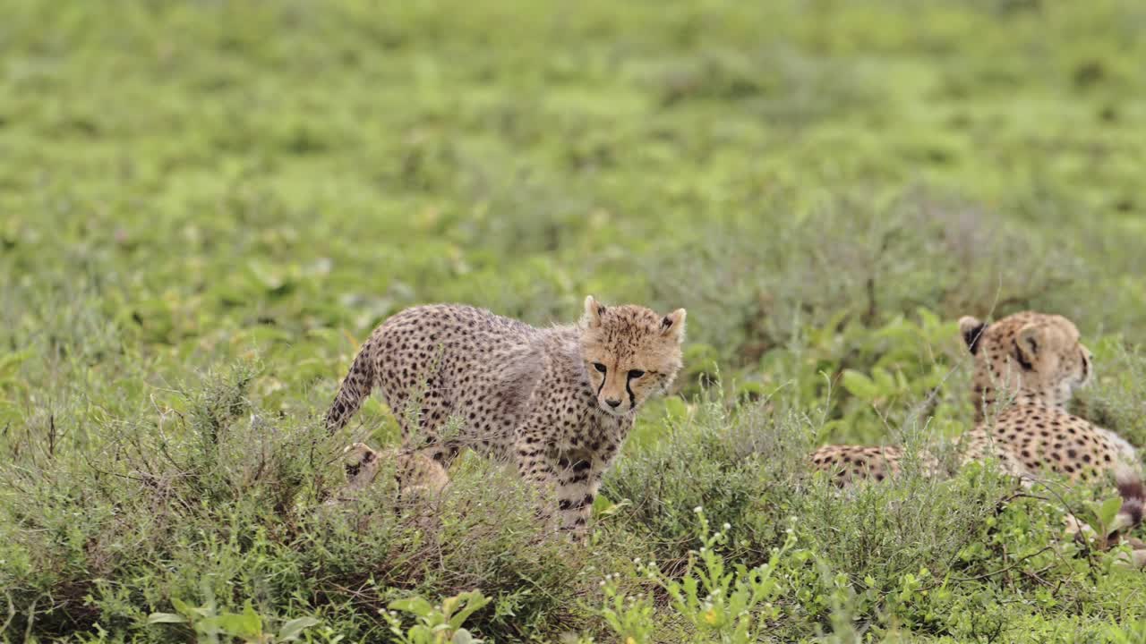 lindos animales bebés de guepardo en áfrica, cachorros de guepardos jugando en el serengeti tanzania en áfrika, siendo juguetones en el parque nacional del serengeti en el safari de vida silvestre africano