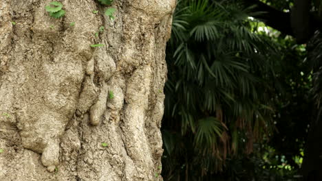 árbol-De-Culantrillo,-Ginkgo-Biloba