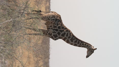 Vertical-View-Of-A-South-African-Giraffe-Walking-On-Savannah-Of-Nature-Reserve-In-Africa