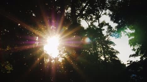 Abend-Im-Wald---Die-Sonne-Scheint-Durch-Die-Äste-Der-Bäume-Die-Mücke-Fliegt-Im-Vordergrund