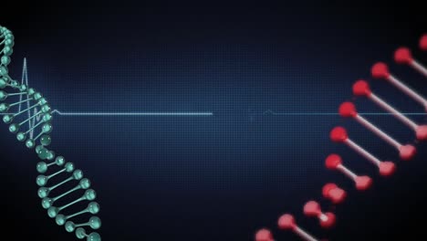 Animation-of-cardiograph-over-dna-strands