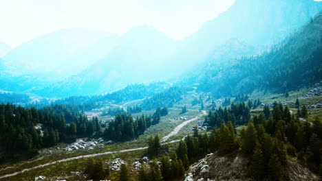 Bird's-eye-view-of-road-running-through-beautiful-green-pine-woods